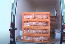 Златиборски еко-аграр - партнер на пројекту органске производње јаја 