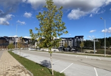 Више од 400 нових стабала у центру Златибора