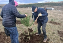 Нова акција пошумљавања на Златибору – засађено 1300 садница