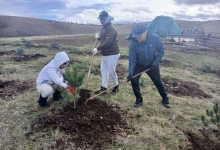 Нова акција пошумљавања на Златибору – засађено 1300 садница