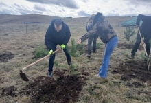 Нова акција пошумљавања на Златибору – засађено 1300 садница