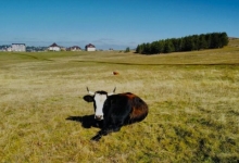 Расписан Јавни позив за набавку машина и опреме за примарну сточарску производњу