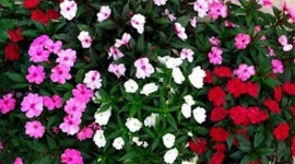 Анкета – Бирамо цвеће за јавне површине