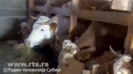 Шта мучи домаће произвођаче млека?