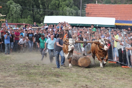 Viseboj