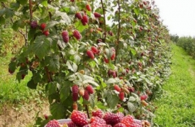 Maline